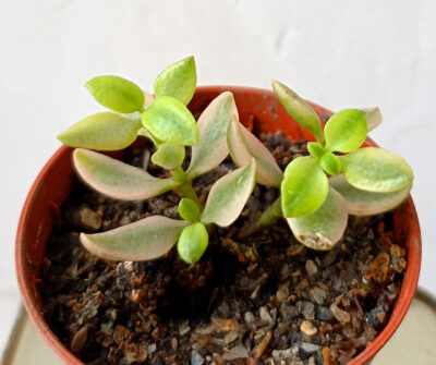 Crassula volkensii f. variegata