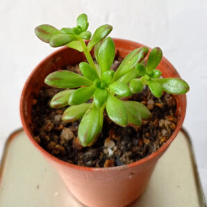 Aeonium sedifolium