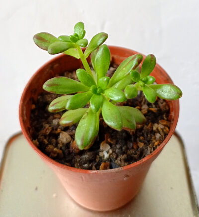 Aeonium sedifolium