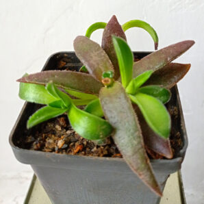 Crassula capitella subsp. thyrsiflora 'Red Dragon'