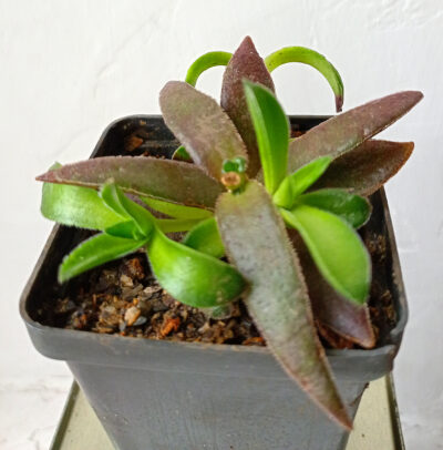 Crassula capitella subsp. thyrsiflora 'Red Dragon'