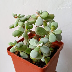 Cotyledon Orbiculata