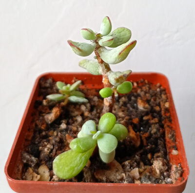 Cotyledon Orbiculata - Зображення 2