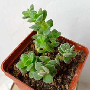 Crassula lanuginosa