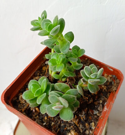Crassula lanuginosa