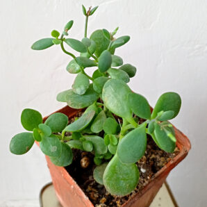 Cotyledon sp. (природник)