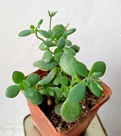 Cotyledon sp. (природник)