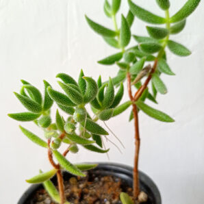 Crassula mesembryanthemoides