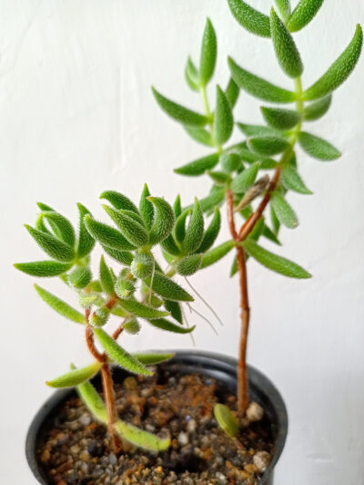 Crassula mesembryanthemoides