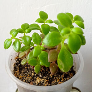 Crassula volkensii