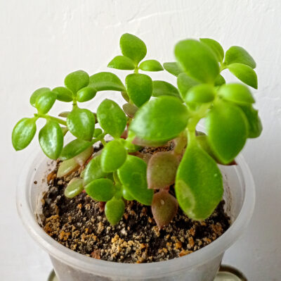 Crassula volkensii