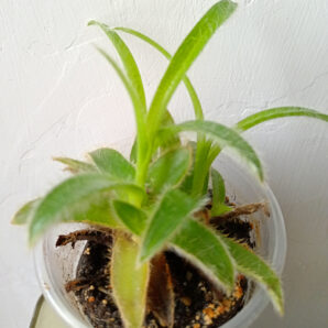 Cyanotis somaliensis