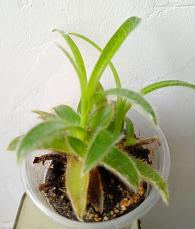 Cyanotis somaliensis