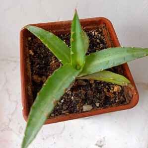 Agave univittata