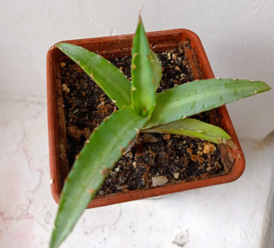 Agave univittata