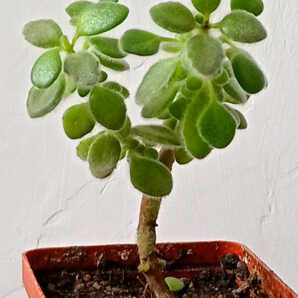 Crassula volkensii