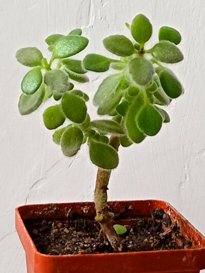 Crassula volkensii