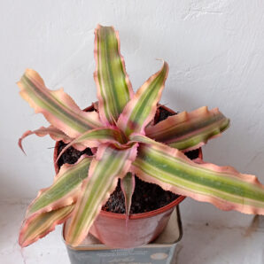 Cryptanthus bivittatus 'Pink Starlite'