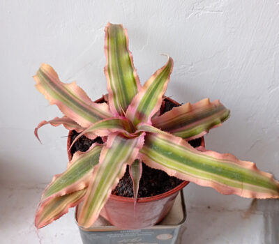 Cryptanthus bivittatus 'Pink Starlite'