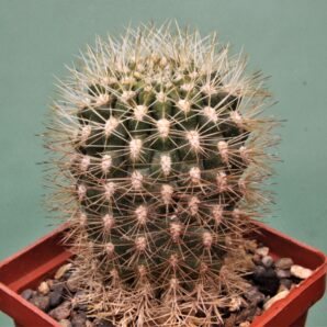neoporteria-aff.-subgibbosa-pv-1901