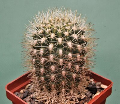 neoporteria-aff.-subgibbosa-pv-1901