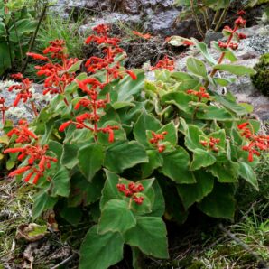 Sinningia magnifica