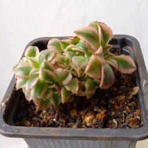 Aeonium Sunburst f. cristata f. variegata