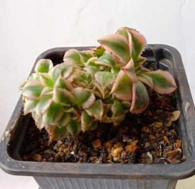 Aeonium Sunburst f. cristata f. variegata
