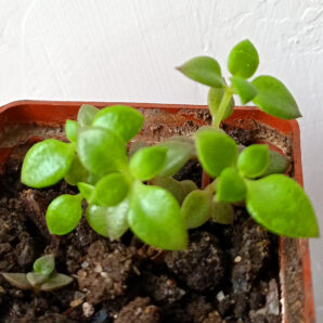 Crassula volkensii