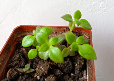 Crassula volkensii