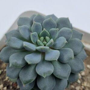 Echeveria