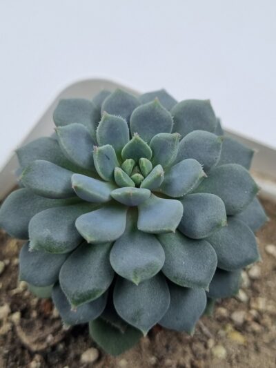 Echeveria