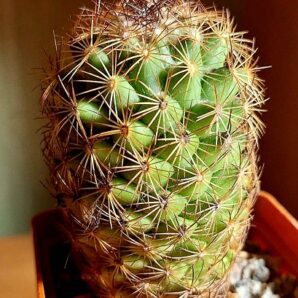 №26 Coryphantha laui | 19