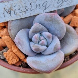 Echeveria "MISSING YOU"