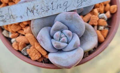 Echeveria "MISSING YOU"