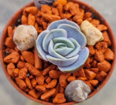 Echeveria "BLUE SURPRISE" - Зображення 2