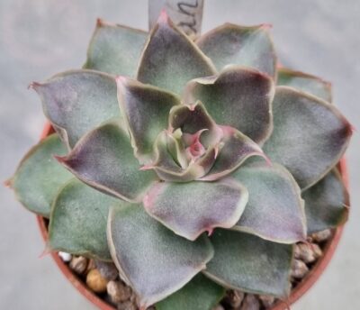 Echeveria "SANTA BARBARA" - Зображення 2