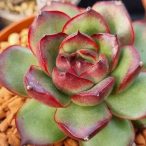 Echeveria agavoides "FIRE PILLAR"