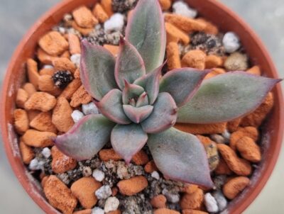 Echeveria "SAGITA" - Зображення 2