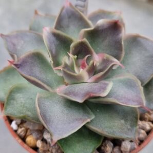 Echeveria "SANTA BARBARA"