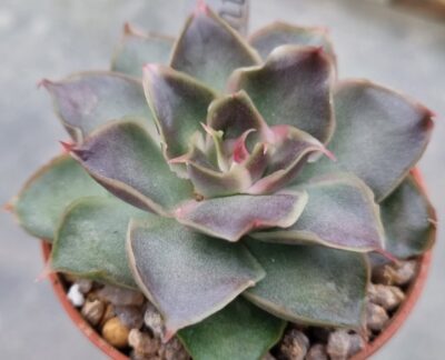 Echeveria "SANTA BARBARA"