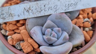 Echeveria "MISSING YOU" - Зображення 2