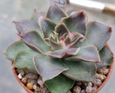 Echeveria "SANTA BARBARA" - Зображення 3