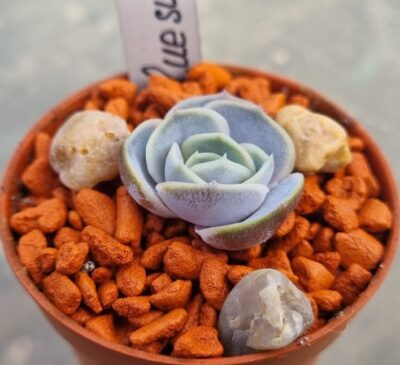 Echeveria "BLUE SURPRISE" - Зображення 3