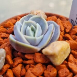 Echeveria "BLUE SURPRISE"
