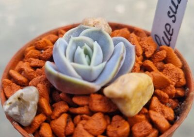 Echeveria "BLUE SURPRISE"