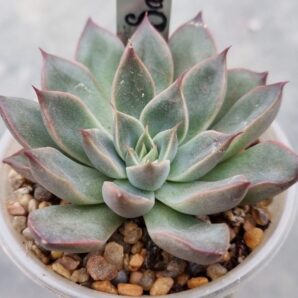Echeveria "SAGITA"