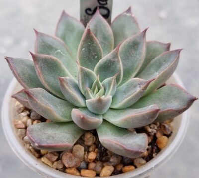 Echeveria "SAGITA"