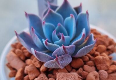Echeveria "KIROV" - Зображення 2