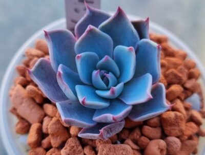 Echeveria "KIROV" - Зображення 3